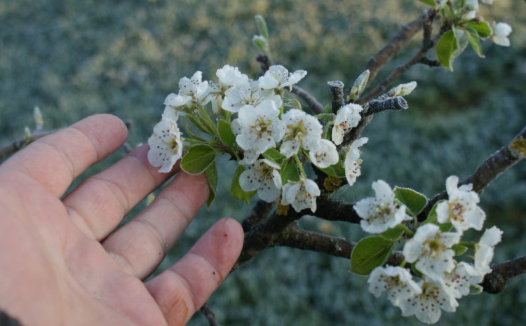 Mraz pričinio ogromnu štetu voću u Srpskoj