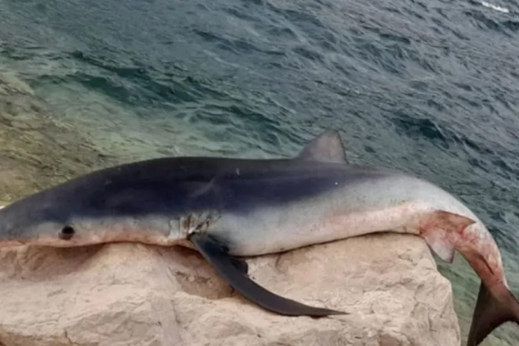 U Neumu ulovljen jedan od najopasnijih morskih pasa na svijetu