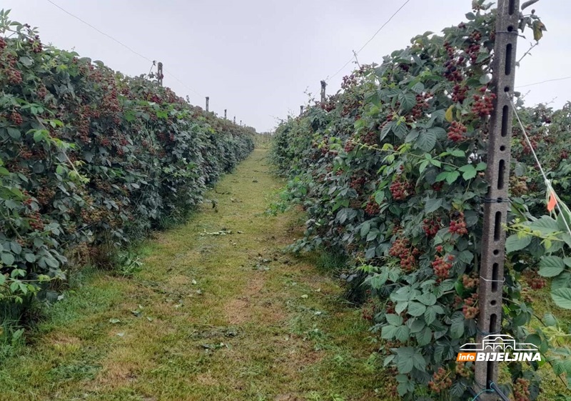 Od ratnog vihora do voćarskog raja u Semberiji: Pejići lako prodaju sve što proizvedu od aronije do kupine /FOTO/