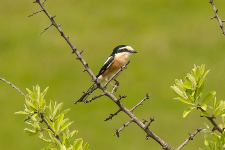 Nova vrsta ptice na području Srbije