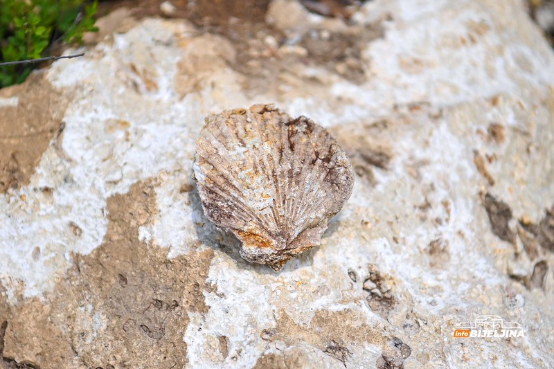 Semberija krije fosile Panonskog mora: Svijet koji je nestao prije miliona godina /FOTO; VIDEO/
