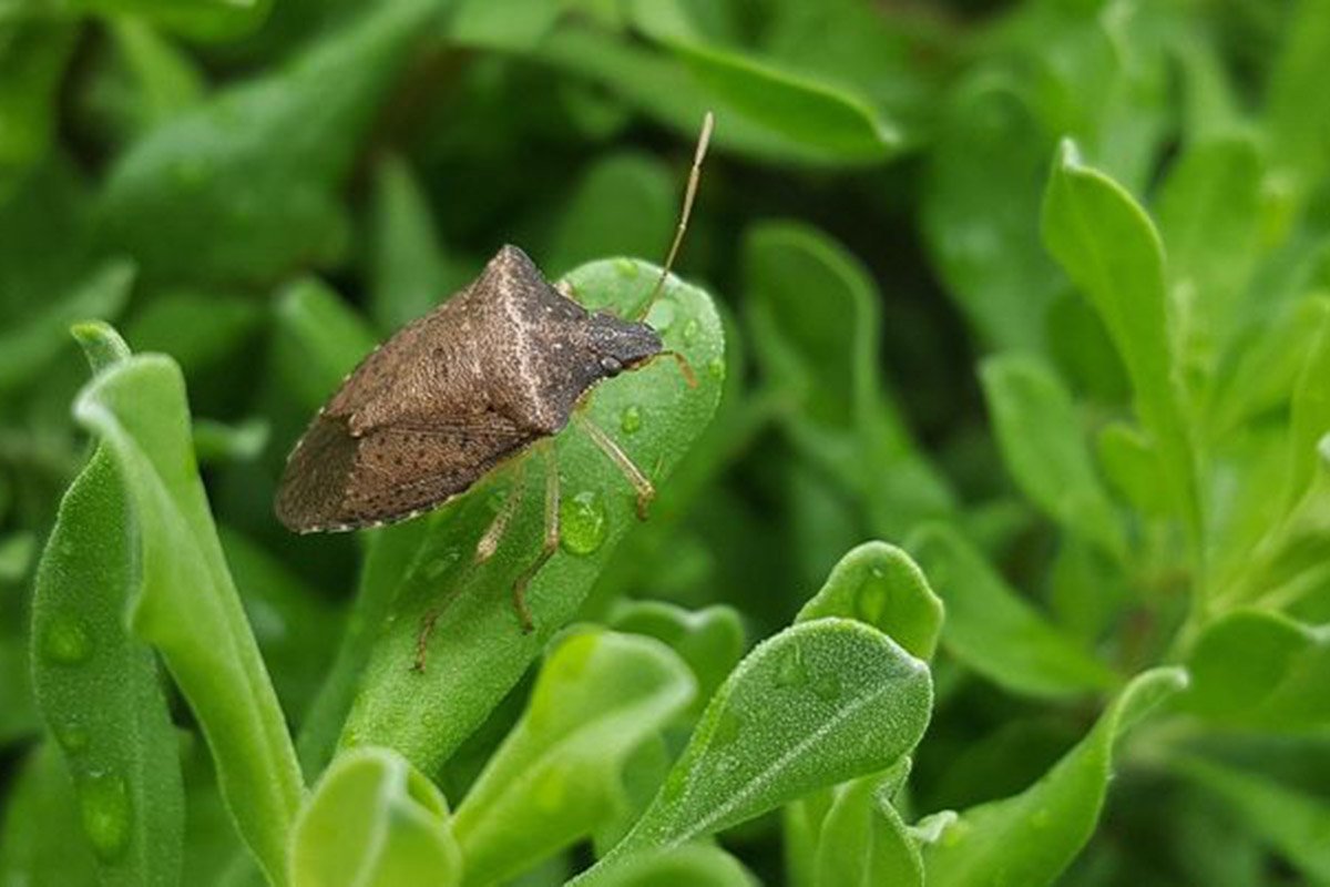 Šta privlači smrdibube u naš dom?