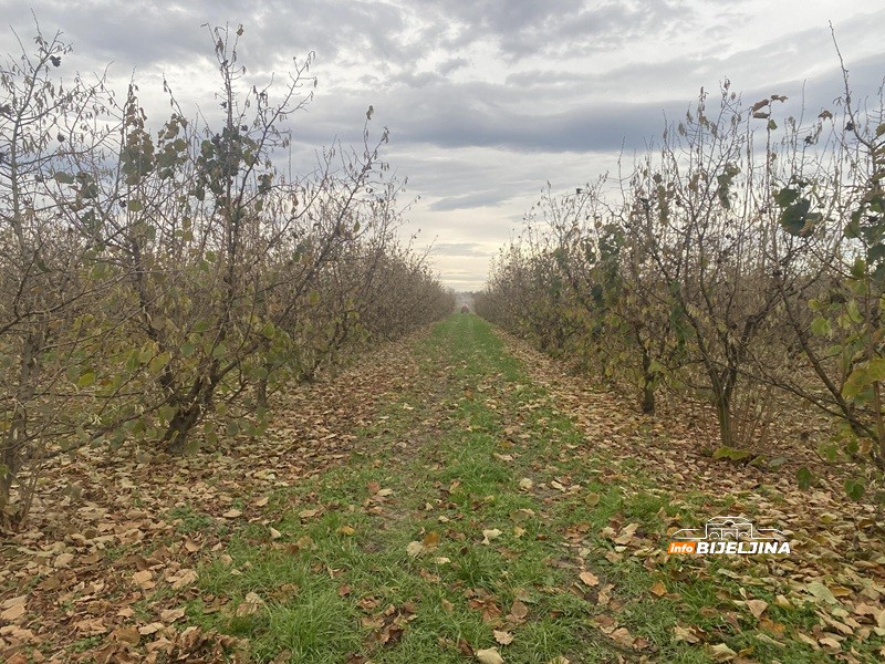 Bijeljinski proizvođači lješnjaka izgubili na rodu, dobili na cijeni: Kako je stanje u Turskoj spasilo voćare u Semberiji? /FOTO/