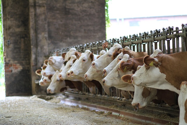 Proizvođači mlijeka šesti dan blokiraju Ibarsku magistralu u Mrčajevcima