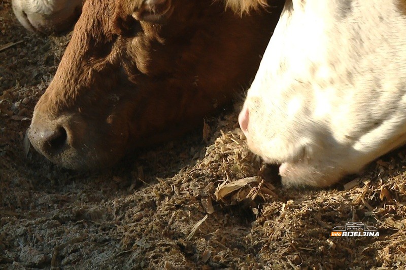 Semberski mljekari na ivici opstanka: “Kupujemo hranu za stoku, a 80 - 90 grla nije lako nahraniti” (FOTO)