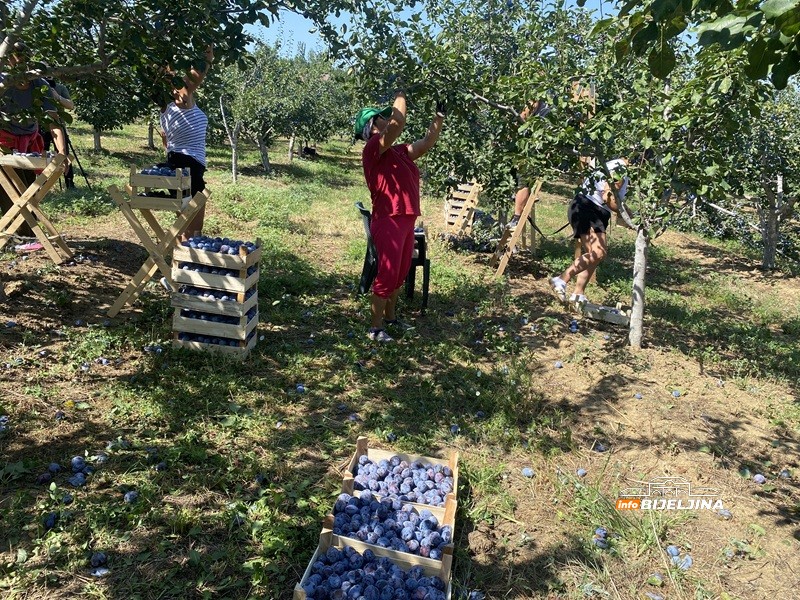 Berba šljive na Majevici u punom jeku: Rod dobar, ali voćari nemaju puno razloga da budu zadovoljni (FOTO)