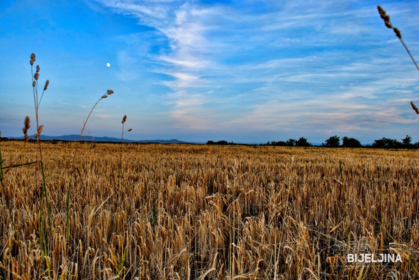 Nedimović: Imaćemo dovoljno pšenice za cijeli Balkan