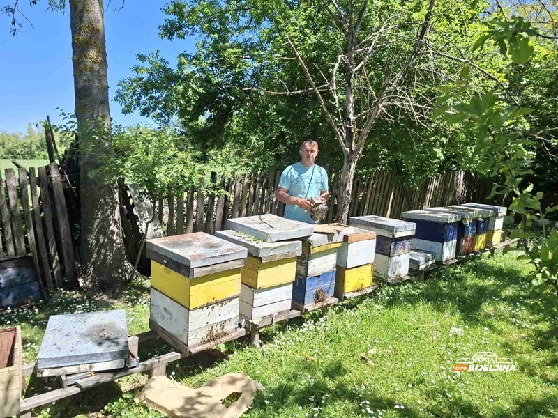 Đorđići iz Semberije obrađuju 20 hektara, imaju farmu bikova, svinje, ovce i pčele: Nigdje kao u zavičaju (FOTO)