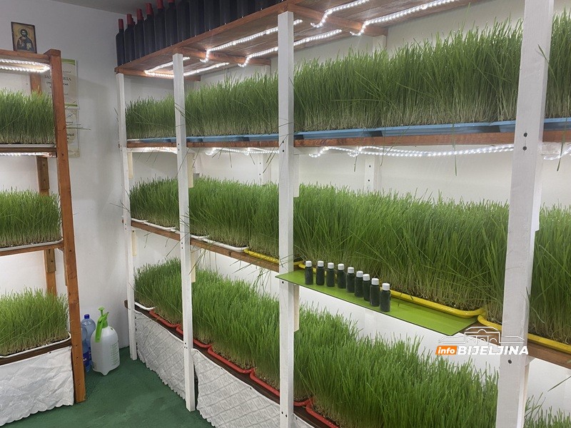 Supružnici Pejić iz Bijeljine prave sok od spelte: “Koriste ga dijabetičari, ljudi sa pritiskom, holestorolom…” (FOTO)