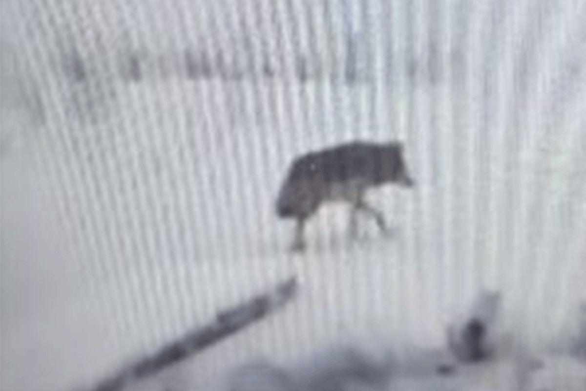 Vukovi snimljeni u naselju u blizini Srebrenice (VIDEO)