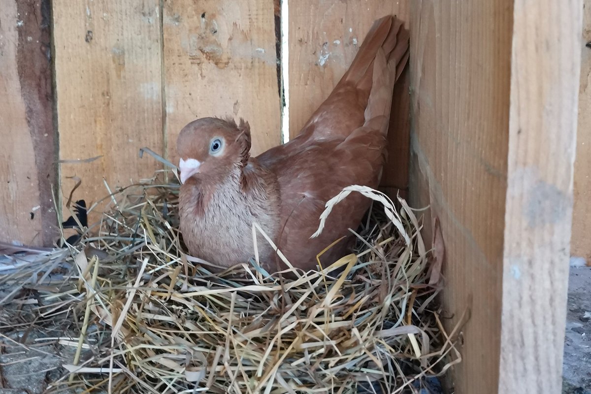 Među njima i Bijeljinski prevrtač: Sedam autohtonih vrsta golubova predstavlja dragulj kulturne baštine BiH