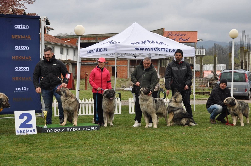 DUGA I USPJEŠNA TRADICIJA UZGOJA PASA Kinološko udruženje „Semberija“ domaćin dvije državne izložbe
