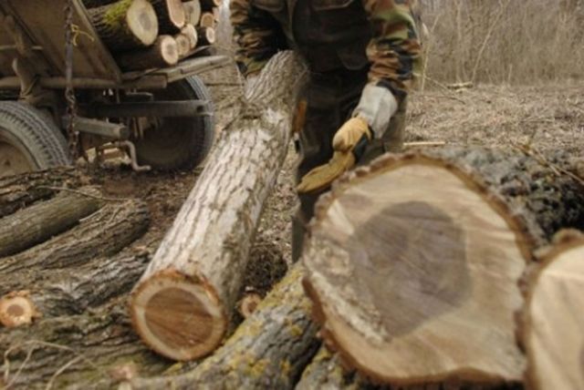 Isjekao hrastove u šumi manastira pa prodavao stabla