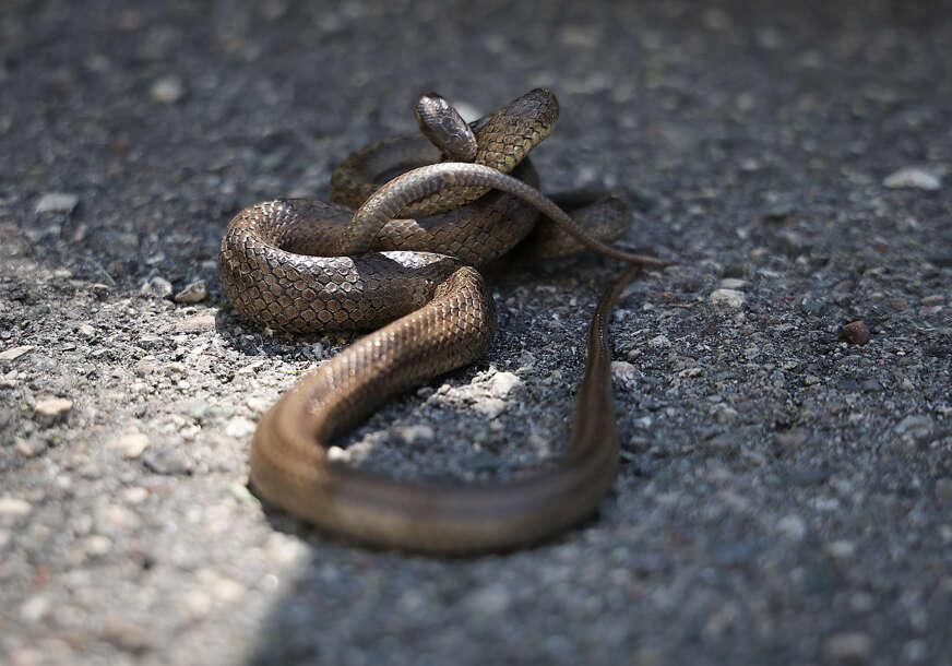 Na podu sale Parlamenta FBiH UOČI SJEDNICE viđena ZMIJA