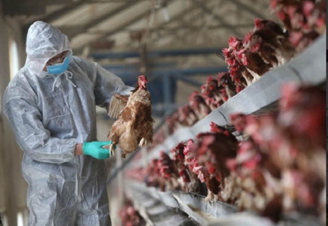 Najveća epidemija ptičijeg gripa ikada u Evropi