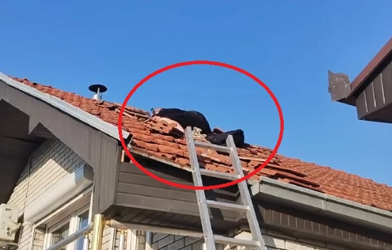 Čuveni hvatač zmija naišao na JEZIVO LEGLO GRABLJIVICA