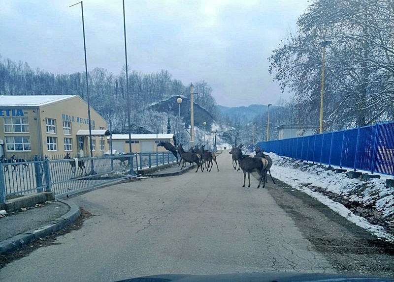 Impresivan prizor u Loparama: Jeleni se spustili do kuća (FOTO)