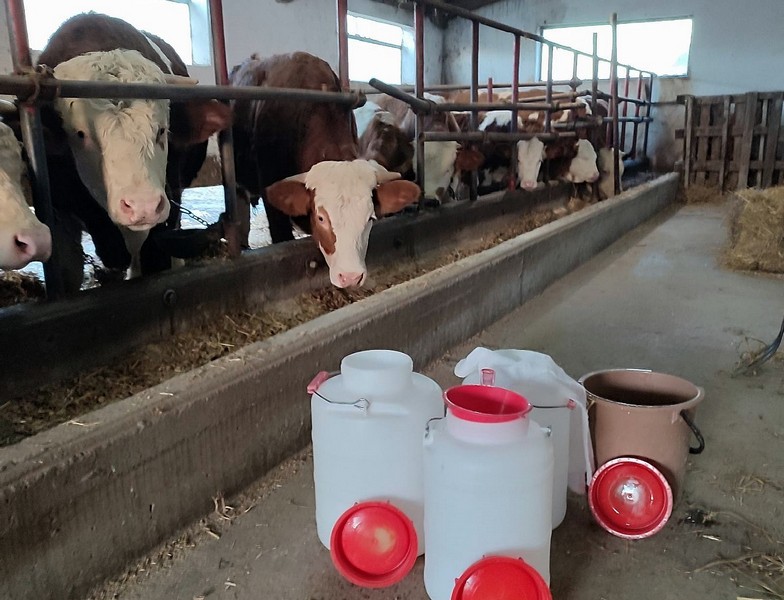 Semberska porodica Vidaković se posvetila proizvodnji sireva: “Ispostavilo se da ne možemo napraviti koliko bi mogli prodati”