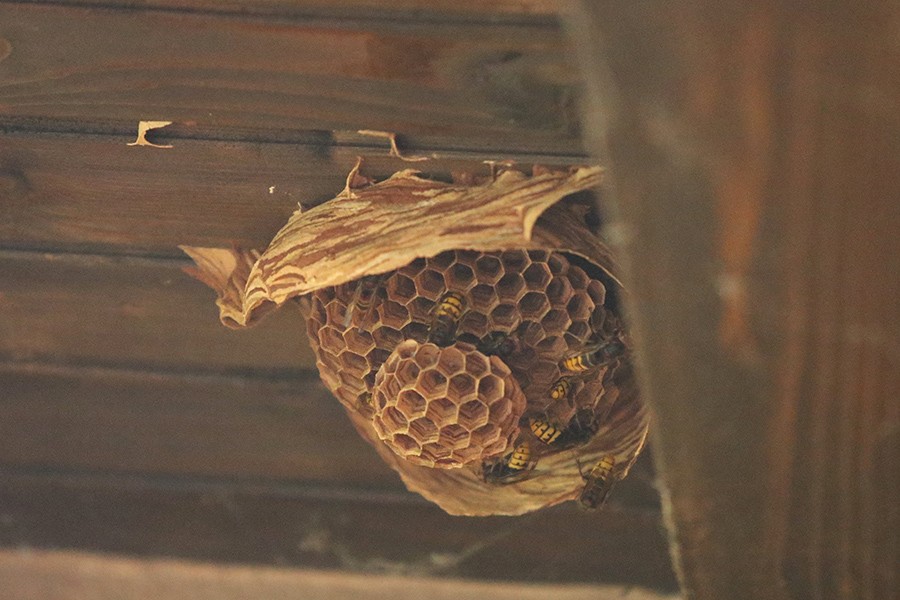 Užas u parku: Roj stršljenova napao 30 ljudi