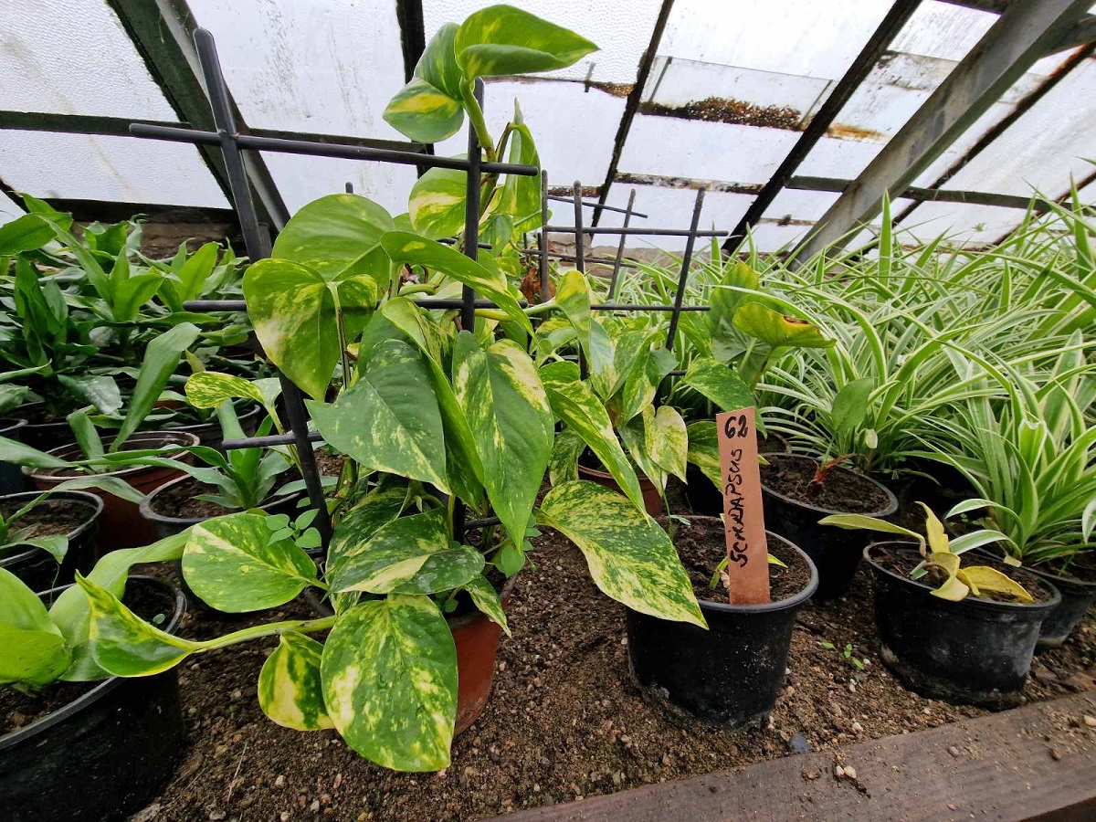 InfoBijeljina u posjeti rasadniku 