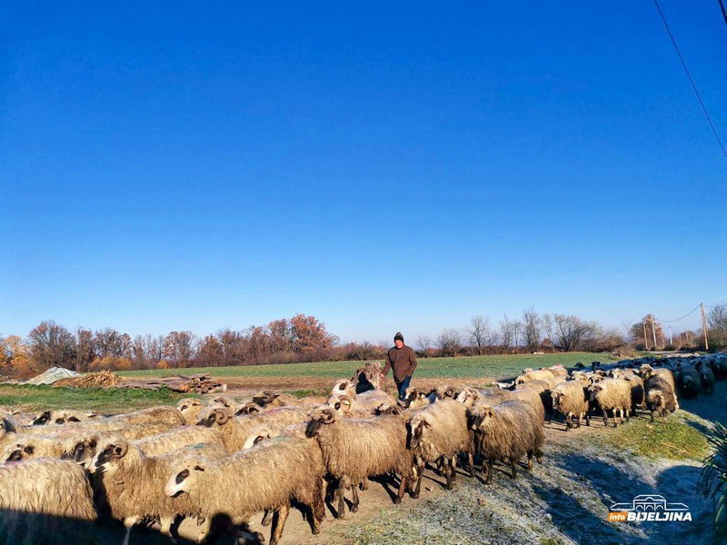 Semberija: Zbog nestašice prasadi drastično poskupjela jagnjad (FOTO)