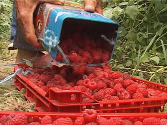 Kraj berbe maline, a otkupna cijena nije poznata
