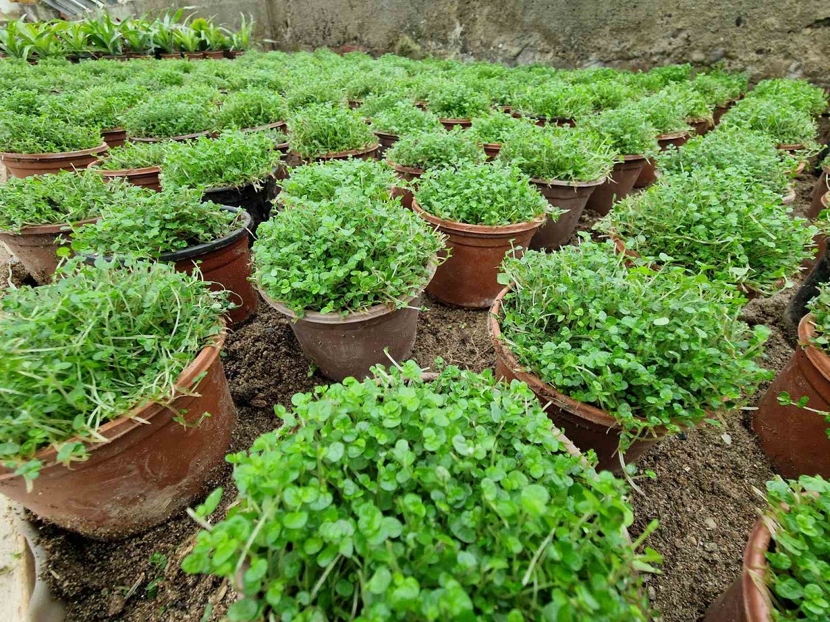 InfoBijeljina u posjeti rasadniku 