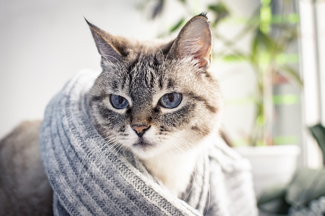 Sankcije i za ruske mačke