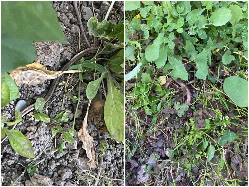 Bijeljinski komunalci nisu nadležni: Kome se obratiti ako vidite zmiju u dvorištu? (FOTO)