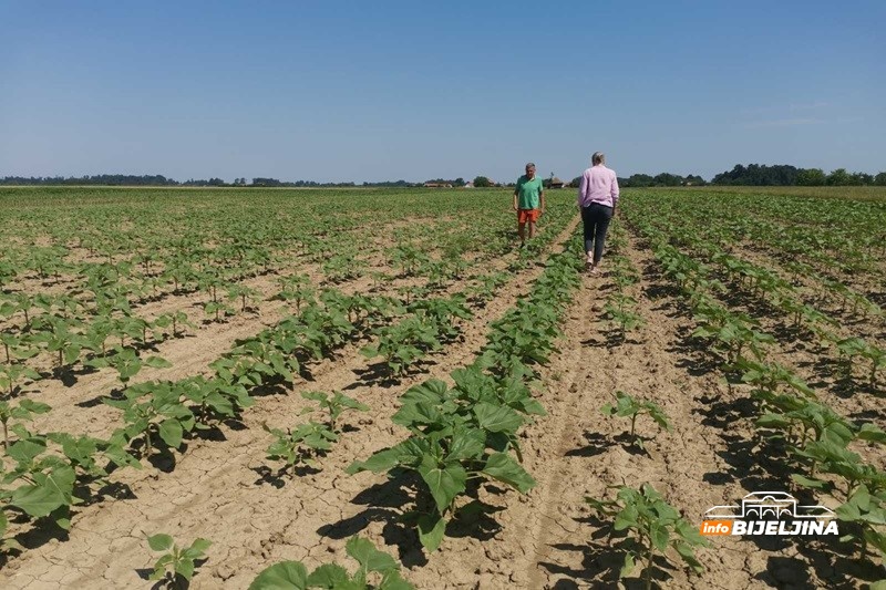 Suncokret u Semberiji ima stabilan prinosi i sigurnu zaradu za poljoprivrednike: Isplativiji i od pšenice i od kukuruza