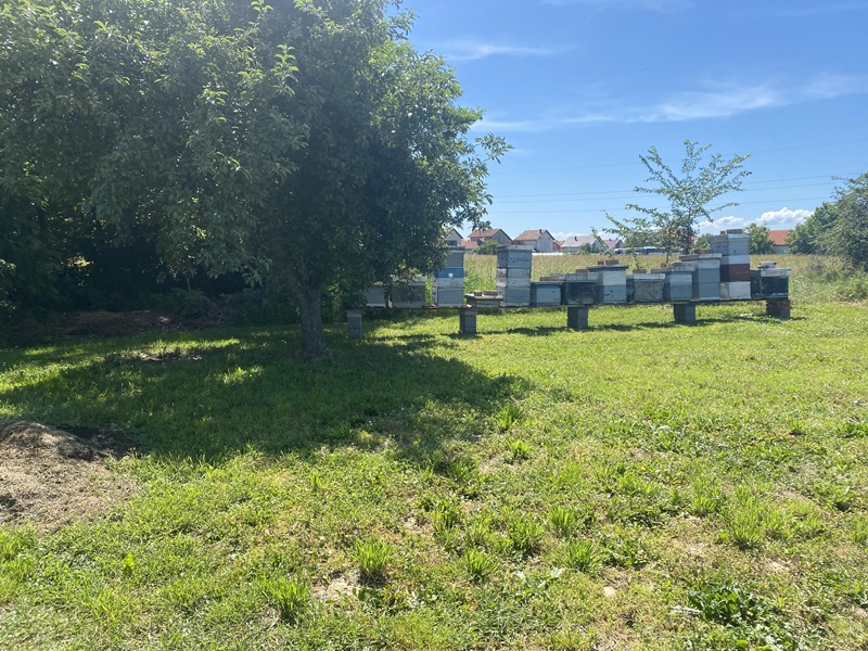 Pčelari u Semberiji ostali bez 80% pčela: Inženjer poljoprivrede locirao problem i predložio rješenje (FOTO)