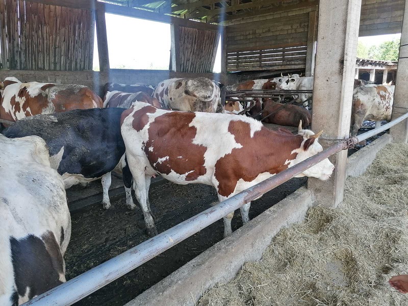 Premije obradovale farmere BEZ PODSTICAJA PROIZVODNJA MLIJEKA BILA BI UGROŽENA