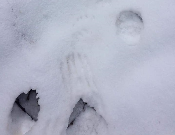 Medvjed ubio više od dvadeset ovaca u dva domaćinstva u Papraći, primijećeni tragovi mečke i dva mečeta