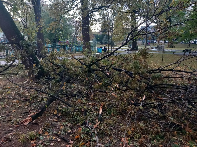 Bijeljina: Vjetar lomio grane u gradskom parku (FOTO)