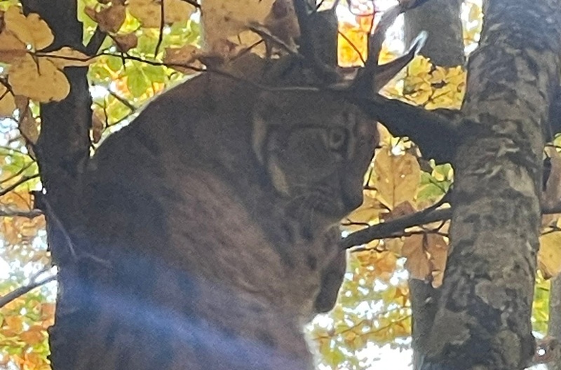 Rijetka šumska zvijer snimljena na Balkanu: Smatralo se da je ova životinja nestala (FOTO)