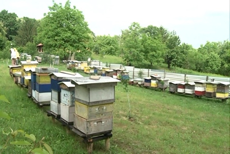 Tešići iz Donje Trnove se generacijama bave pčelarstvom: Nakon api komora u planu prenoćište i restoran (FOTO)