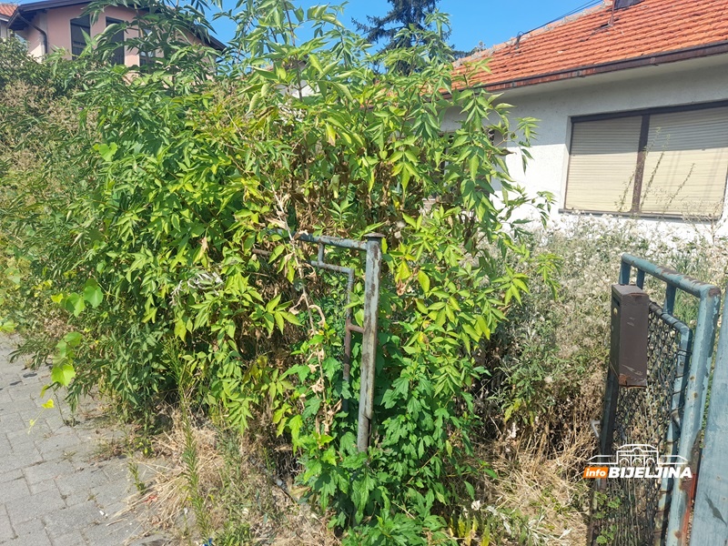 Ambrozija se širi Semberijom, sve više alergičnih