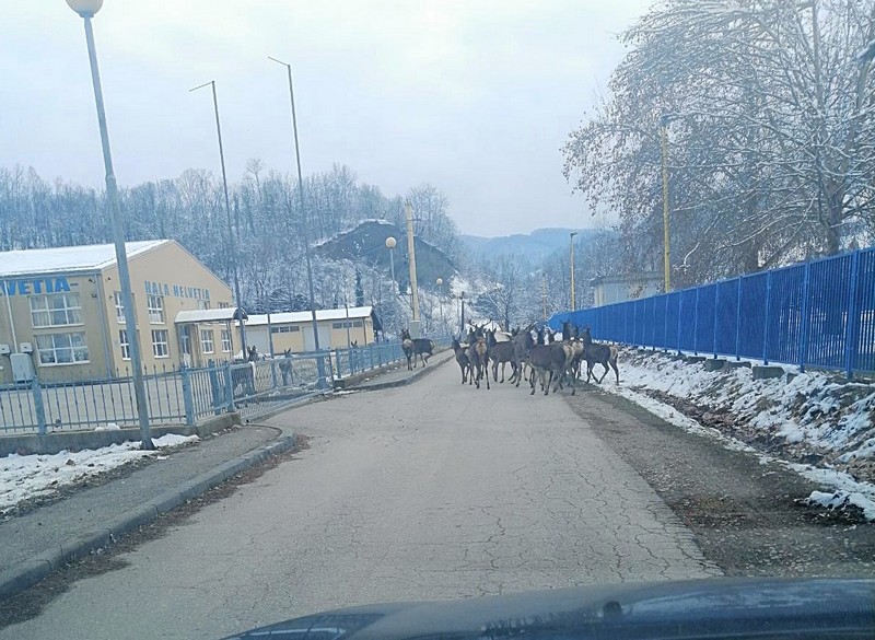 Impresivan prizor u Loparama: Jeleni se spustili do kuća (FOTO)