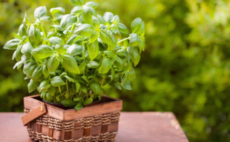 Stavite samo jednu grančicu ove biljke na sto i muve će nestati