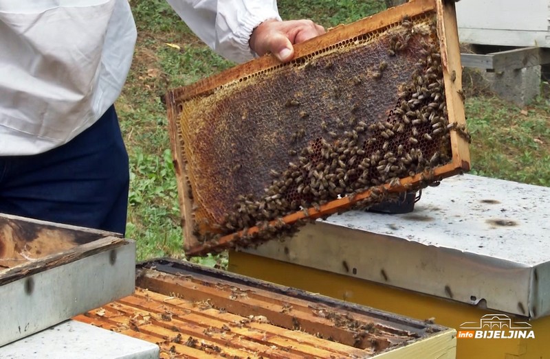 Masovni pomor pčela u Srpskoj: Pčelari prijavljuju gubitke i do 90% košnica, traže hitnu pomoć