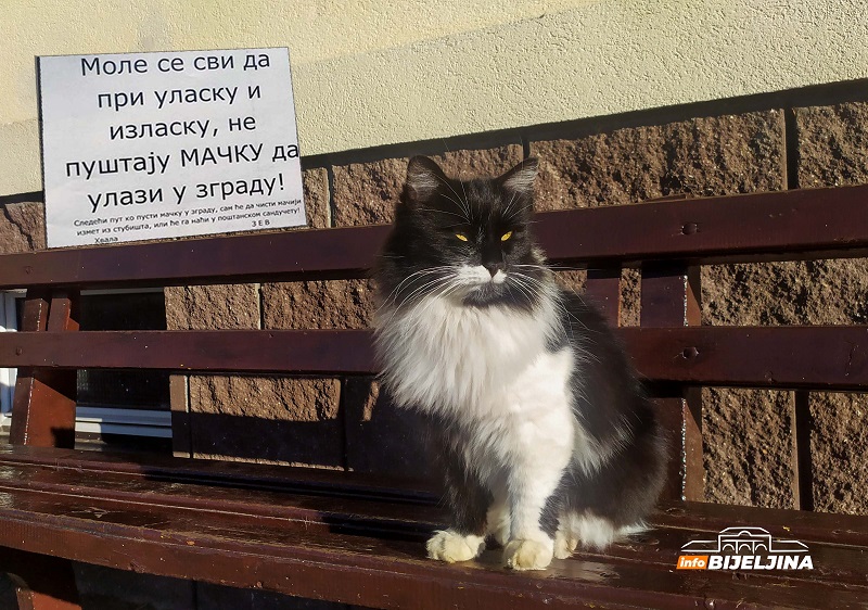 Upozorenje u bijeljinskoj zgradi: Ko unutra pusti mačku, dobiće njen izmet u poštanskom sandučetu (FOTO)