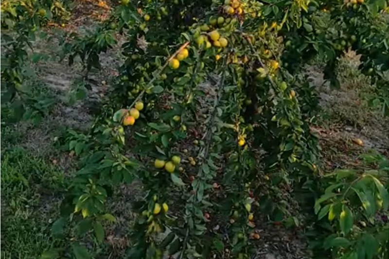 Zaboravljeno blago ljeta: Prirodni lijek iz dvorišta koji čuva srce i jača imunitet