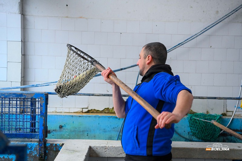 Počeo božićni post: Provjerili smo cijene ribe u Bijeljini (FOTO)