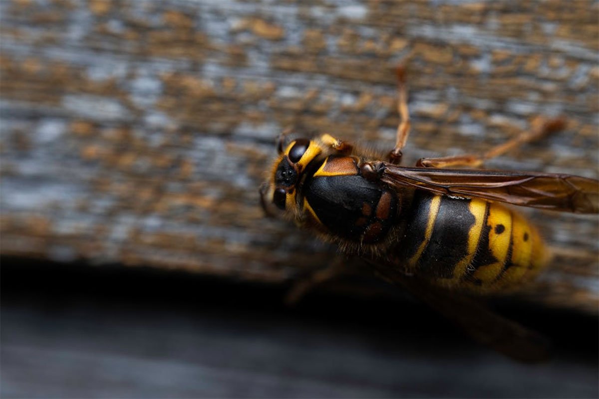 Muškarca usmrtili stršljeni dok je pripremao drva za ogrjev