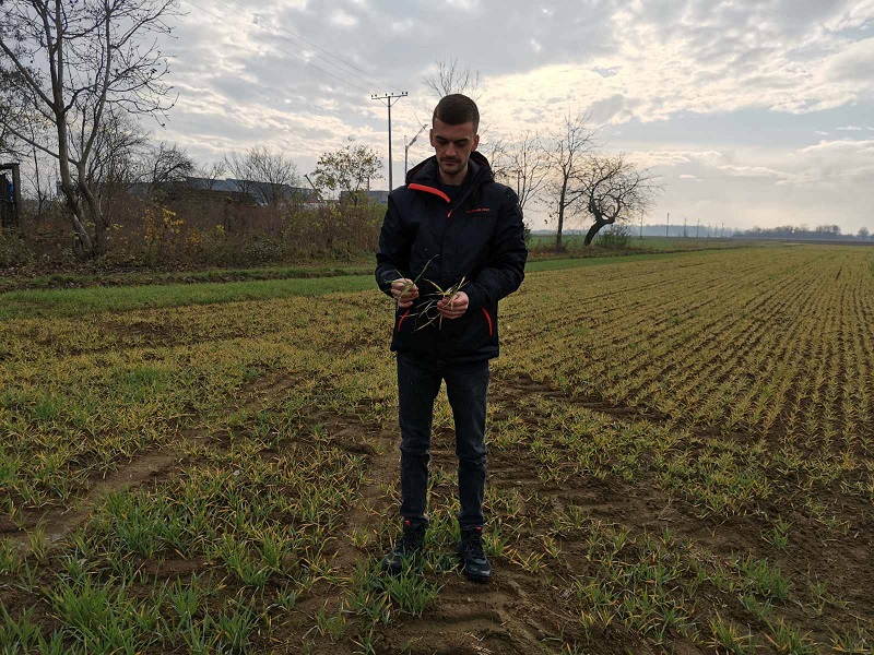 Ratari se bore sa bolestima ozimih usjeva: VISOKE TEMPERATURE IZAZVALE VIRUSNO OBOLJENJE