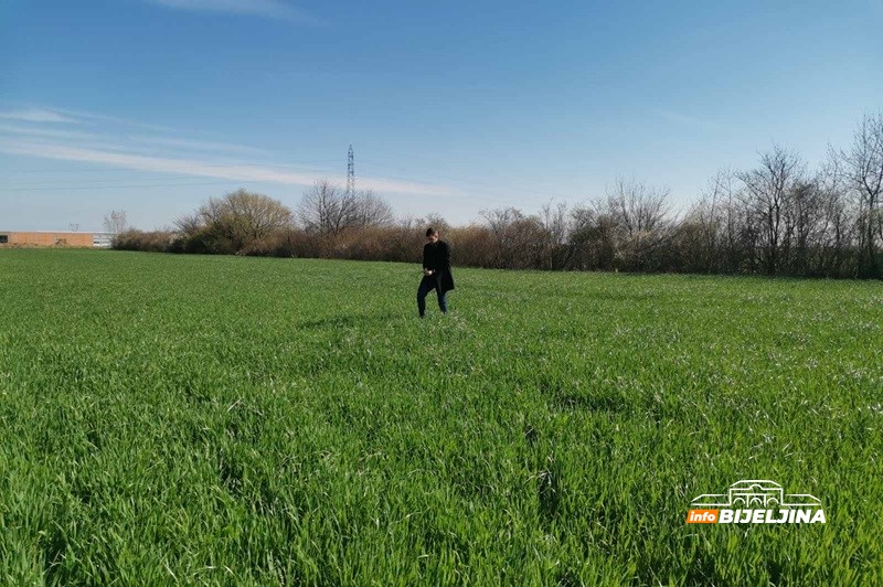 Bijeljinski ratarima pune ruke posla: Prinos žita može biti umanjen i do 50 odsto, kako to spriječiti?