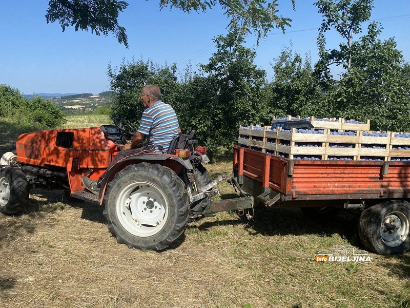 Berba šljive na Majevici u punom jeku: Rod dobar, ali voćari nemaju puno razloga da budu zadovoljni (FOTO)
