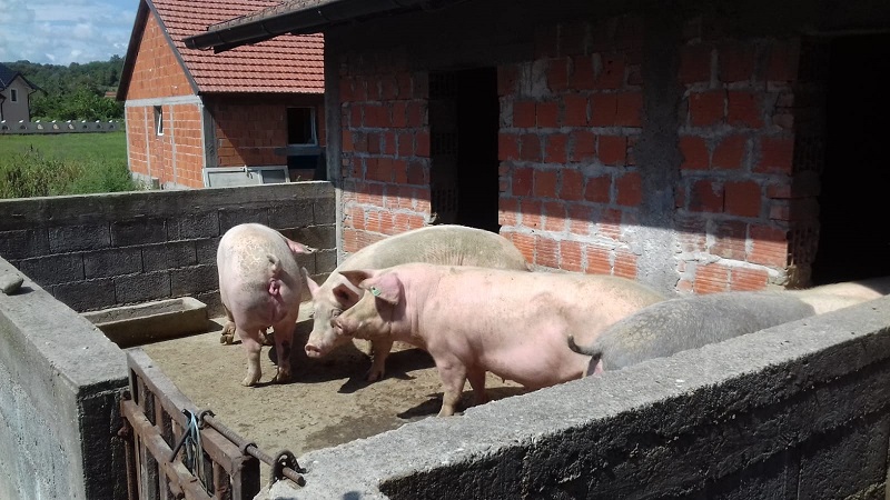 NASTAVLJA SE TREND POSKUPLJENJA SVINJSKOG MESA: Prekomjerni i nekotrolisani uvoz proizvodnju doveo na ivicu isplativosti