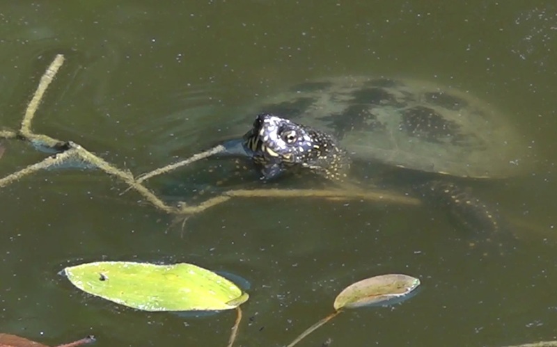 Nekada ponos, danas smeće i plastika: Močvara u Semberiji nestaje, rijetke ribe i ptice umiru, a niko ne reaguje