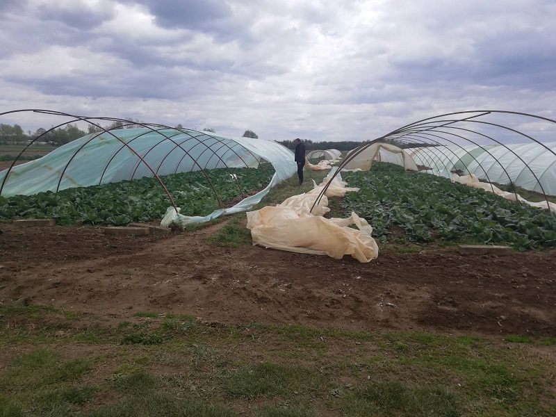 Olujno nevrijeme u Šamcu nanijelo katastrofalnu štetu poljoprivredi: Uništilo usjeve i plasteničku proizvodnju